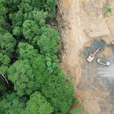 Collagen and Deforestation: What You Need to Know