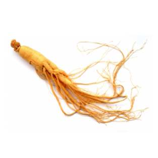 Ginseng