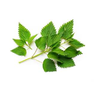 Nettle Root
